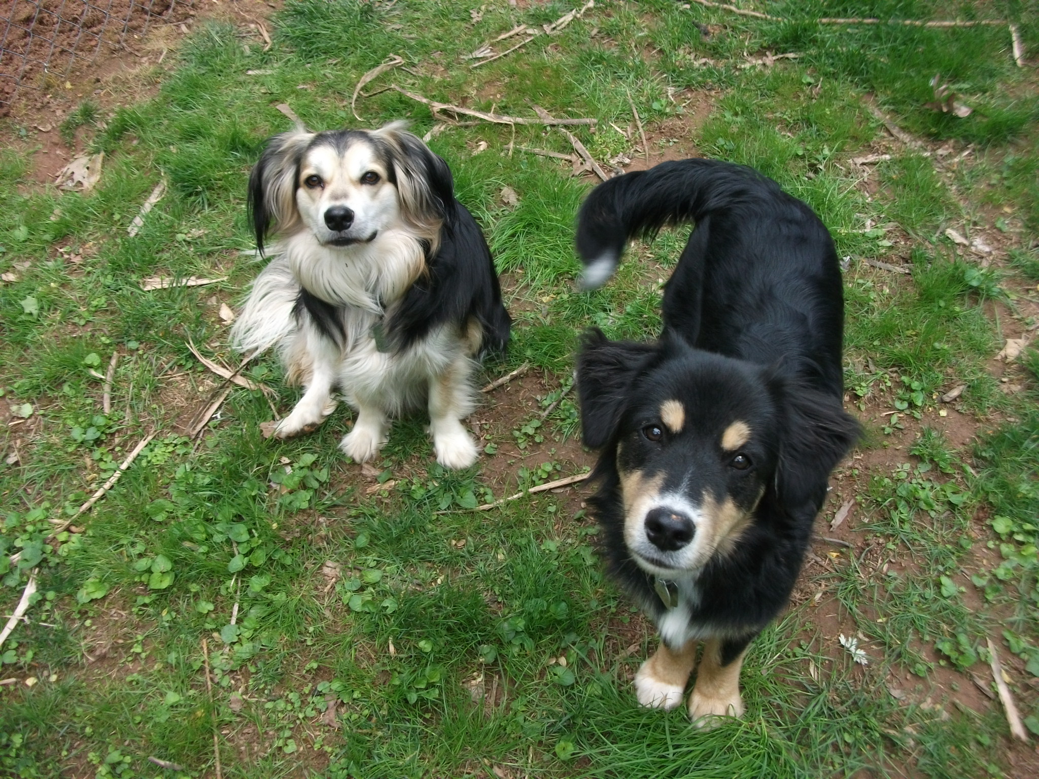 Bailey & Rocky - April 2015